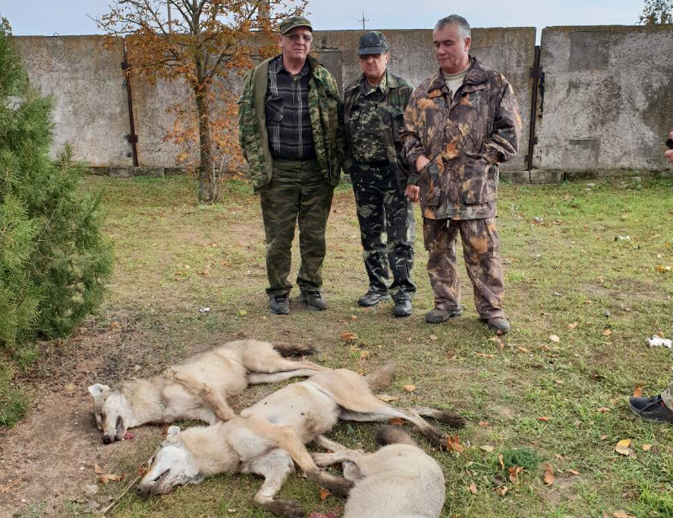 На волков Александр Кисчтечок охотится с друзьями
